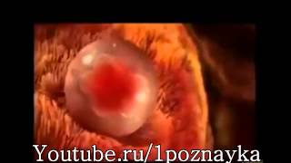 Как происходит зачатие ребенка фантастическое видео