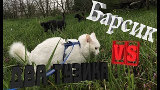 На Барсика напали собаки
