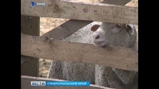 Завод по переработке баранины построят на Ставрополье