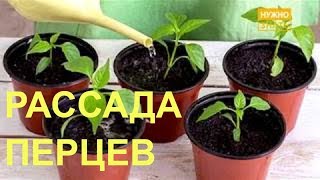 Выращивание рассады перцев - правила и методы посадки, выращивания и подсветки. Когда сажать.