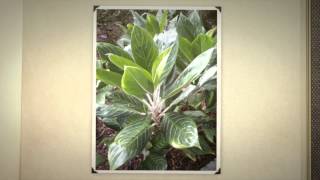 Аглаонема переменчивая (Aglaonema commutatum) Аглаонема скромная и переменчивая.