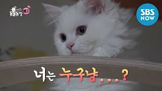 [TV 동물농장] Ep.956 예고 '집이 필요한 고양이의 침입 일기' / 'Animal Farm' Preview | SBS NOW