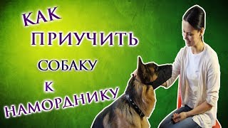 Как приучить собаку к наморднику?