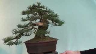 pinus sylvestris