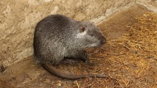 Разведение нутрий в домашних условиях (начало)