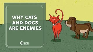 Learn English Listening | English Stories - 56. Why Cats and Dogs Are Enemies