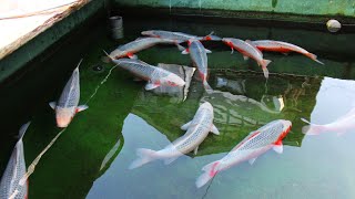 Only the BEST Koi are in this pond