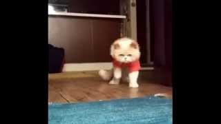 МЕГА ржачные коты танцуют!!
