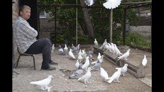 Голуби Турецкая Такла и Краснадары / Turkse takla duiven  ( Лев Горбунов , Тольятти, Россия )