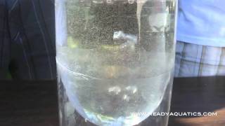 How To Hatch Brine Shrimp www.ReadyAquatics.com