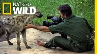 Inside the Hyena Feast | Nat Geo Wild