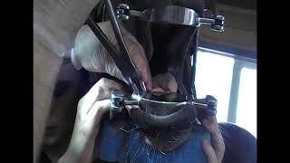 Удаление клыка у лошади / Canine extraction in a horse