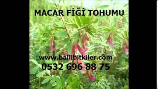 İTHAL MACAR FİĞ TOHUMU,SATILIK MACAR FİĞ TOHUMU,SERTİFİKALI MACAR FİĞ TOHUMU,MACAR FİĞ TOHUMU SATIŞI