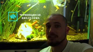Что будет если цихлид запустить к живородящим рыбам?. аквариум 200л.