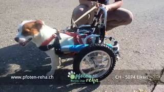 Hund Robby mit Rollwagen
