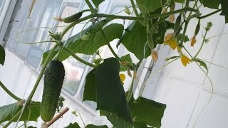 Как вырастить огурцы на балконе или подоконнике Growing Cucumbers from seed start to finish