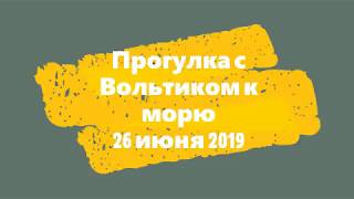 Прогулка Вольтика к морю. Форос июнь 2019