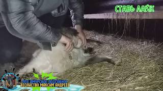 Бескровная кастрация козлика