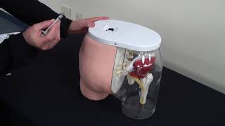 Product Support - Buttocks Dorsogluteal Intramuscular Injection Simulator