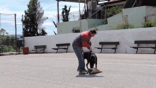 Εκπαιδευση σκυλου φυλακα,Alpha dogs