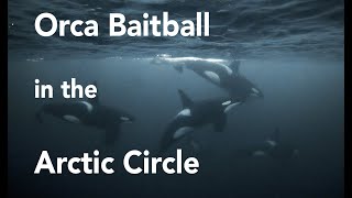 Orca Baitball Today!