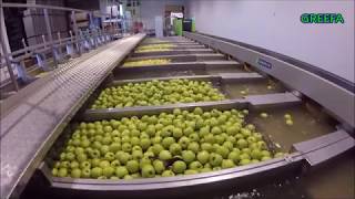 GREEFA - Visa Fruits - Pre-grader for apples in Spain