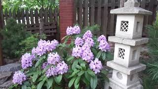 РОДОДЕНДРОНЫ И НЕ ТОЛЬКО В САДУ ЛЮДМИЛЫ В ОСИНОВОЙ РОЩЕ- В КОНТАКТЕ-https://vk.com/id127371941