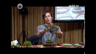 Мастер-класс по бонсай в "Аптекарском огороде"