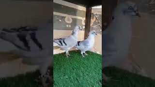 زوج طيور جميل صباح كل يوم جديد Beautiful pigeons pair every morning new