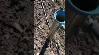 Посадка рассады помидора,капусты-пистолетом Planting tomato seedlings, cabbage-gun