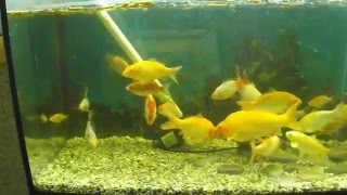 Карп Кои