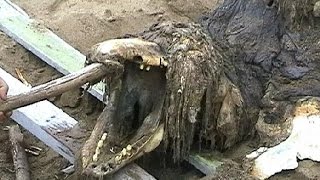 【閲覧注意】鳥肌モノ！！海岸に流れ着いた異形なクリーチャー達【衝撃】