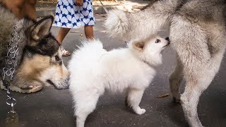 Белый померанский шпиц щенок на прогулке с хаски и маламутом