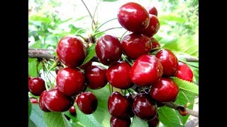 Прививка (окулировка) черешни - результат