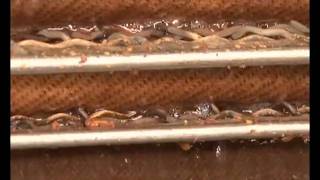 La production de cidre dans l'Eure