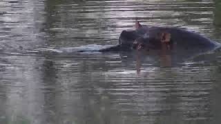 Djuma Private Game Reserve Live Stream