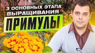3 Основных этапа выращивания примулы