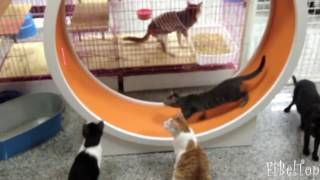 Снял видео про котов.  Смешные кошаки!