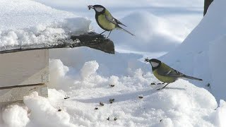 Как избавиться от синиц на пасеке ( гуманный способ)