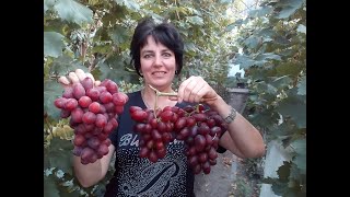 Виноградник Яремаки Анатолия.Обзор сортов винограда .Продажа саженцев и черенков .Каталог в описании