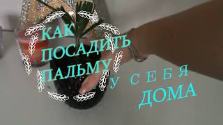 DIY КАК ПОСАДИТЬ ПАЛЬМУ? ЛЕГКО И ПРОСТО | DARYA MIGAL