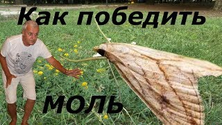 По совету пасечника, - как уберечься от восковой моли?