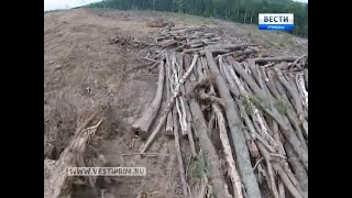 Что ищут китайские геологи в Уссурийской тайге?