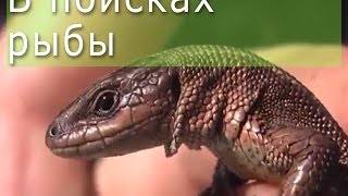 Поездка по рекам Хабаровского края в поисках рыбы. Хор, Обор, Сукпай.