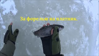 "BF"-№ 28. Ловля форели зимой. Ловля форели на платном водоеме.