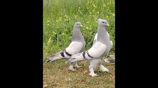 Такла и метисы берут игру (молодые 2019)