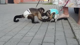 2017.09.02 Обезьяна капуцин Масяня и Браша. Вольная борьба.