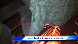 Countrywide Pest - Berkshire Wasp Control - Giant wasp nest removed from loft with a suprise inside