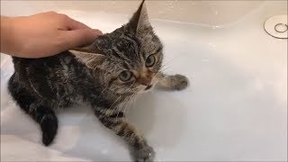 いい湯だな♡お風呂に入ってキレイキレイされる子猫