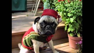 Pugs Are Awesome!! Best Pug Photos Slide Show ever